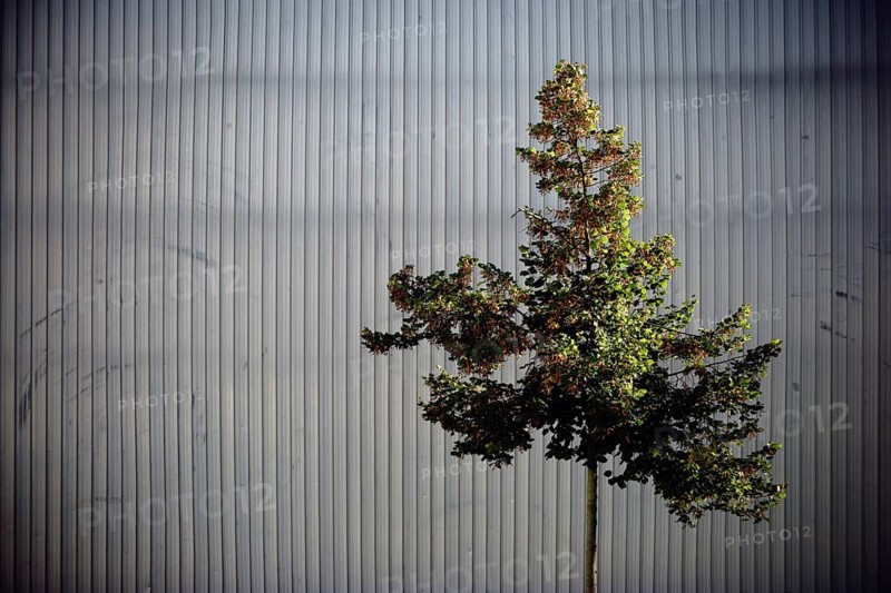 An ornamental tree in front of a striking façade made of chequer plate or metal strips