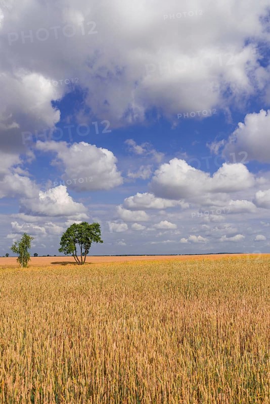 Summer in Poland