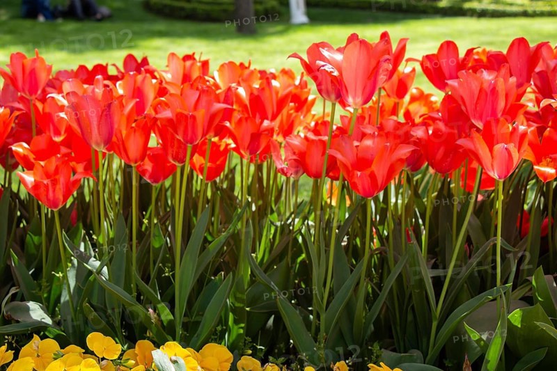 Bright colorful tulips as natural floral background