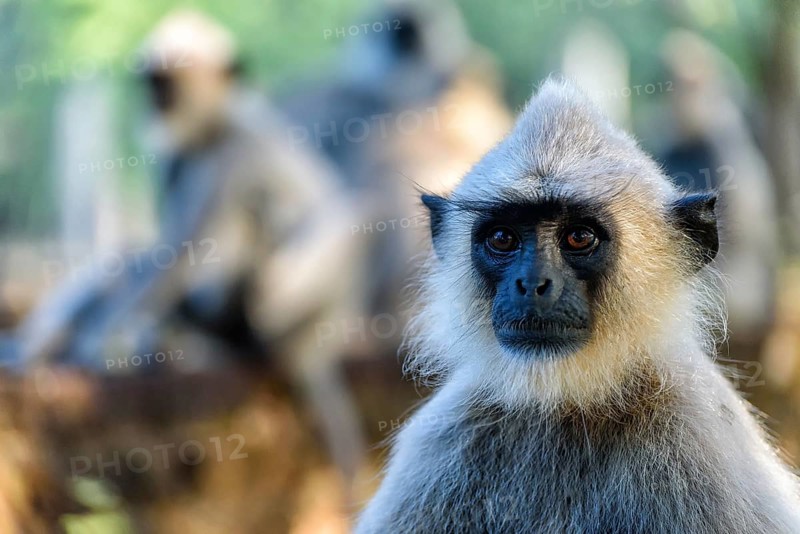 Langurs
