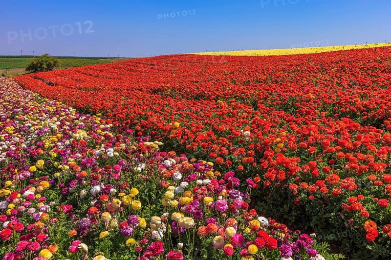 Warm spring day. Bright festive red blooming field of buttercups