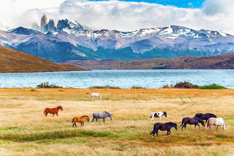 Herd of wild horses graze on the yellow grass. Lagoon Azul is mountain lake near three rocks - torres. The mountain range is covered with eternal snow. The Torres del Paine park in Chile