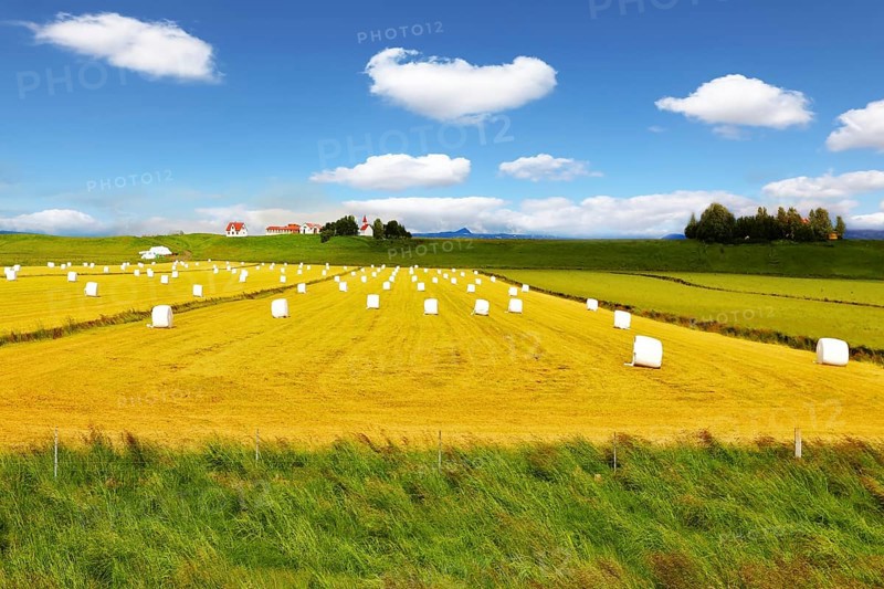 Mown grass folded into a neat stack and is packaged in white plastic bags. Rural field after harvest. Far seen a farm with a red roof and a neat outbuildings