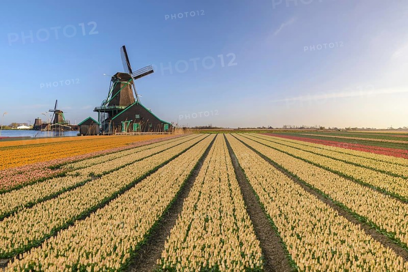Amsterdam Netherlands, Dutch Windmill and traditional house at Zaanse Schans Village with tulip field