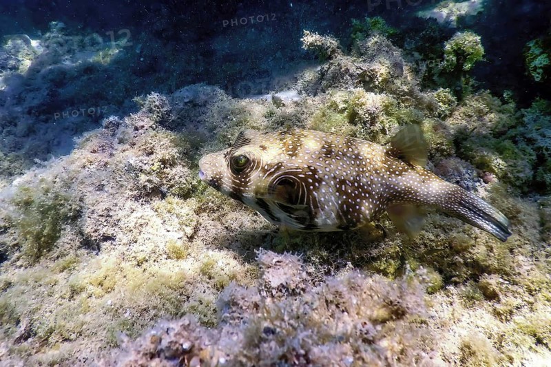 White-spotted puffer Underwater (Arothron hispidus) Marine life