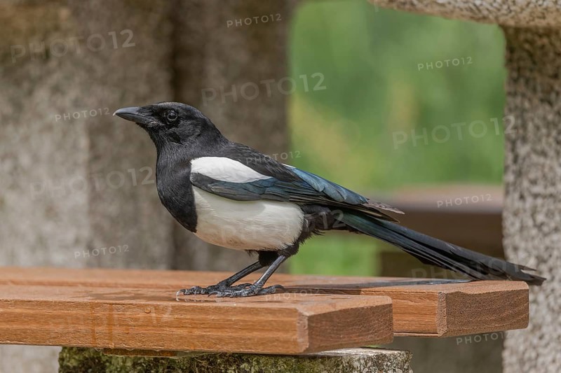 Eurasian Magpie (Pica pica) searching for leftover food left on a highway rest area. France