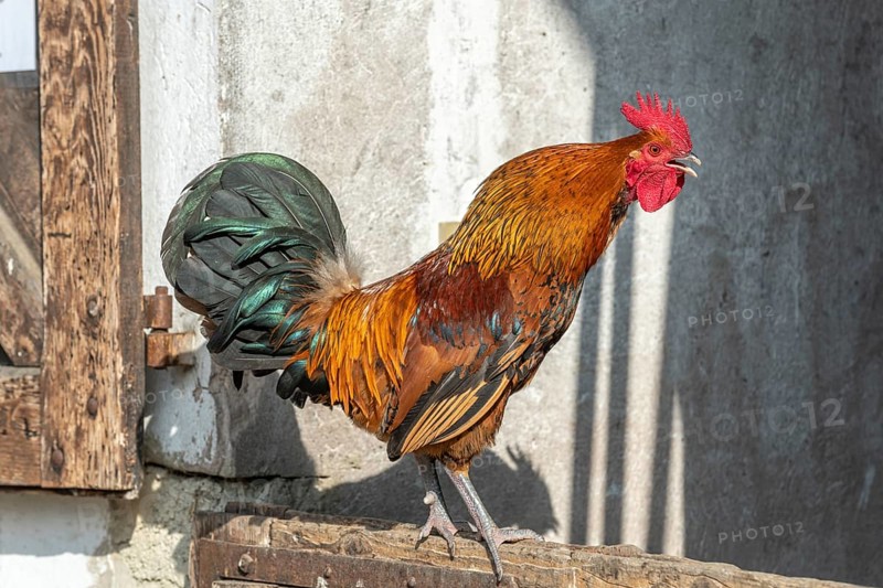 Portrait of a Rooster crowing in a farmyard. Educational Farm, Alsace