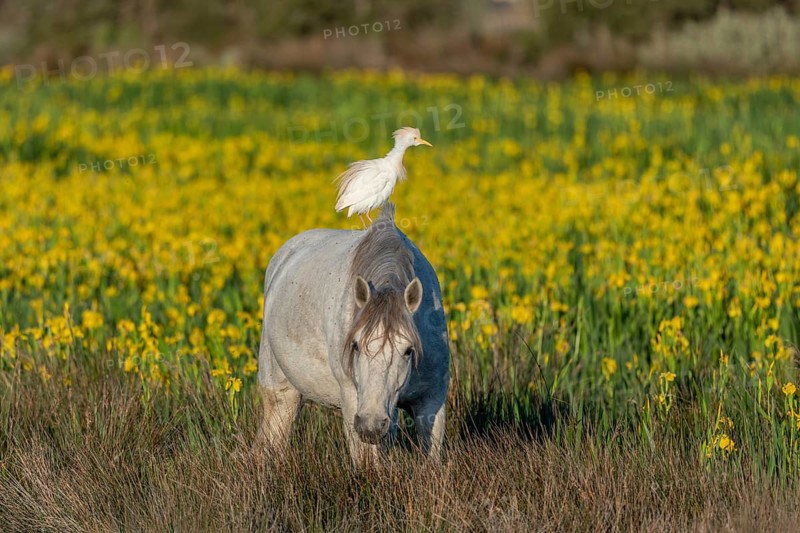 Camargue horse and cattle egret (Bubulcus ibis) in symbiosis in a marsh blooming with yellow irises. Saintes Maries de la Mer, Parc naturel regional de Camargue, Arles, Bouches du Rhone, Provence Alpes Cote d'Azur, France