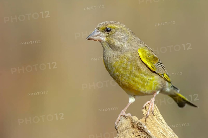 Greenfinch (Carduelis chloris) on a tree branch in winter. Alsace, France