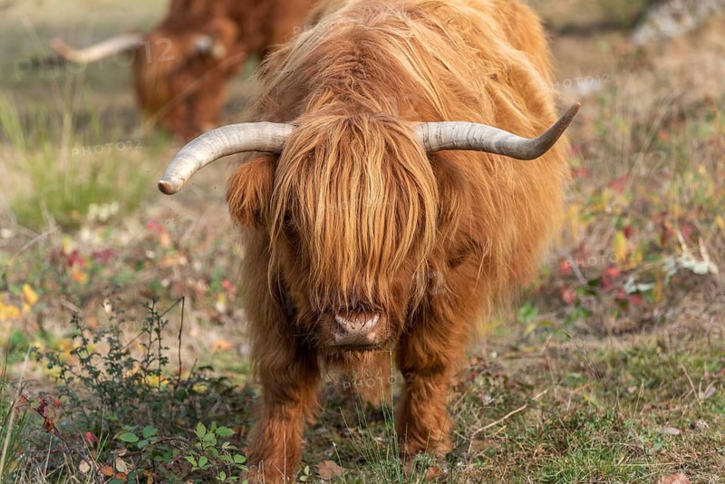 Highland cattle in a pasture in autumn in France