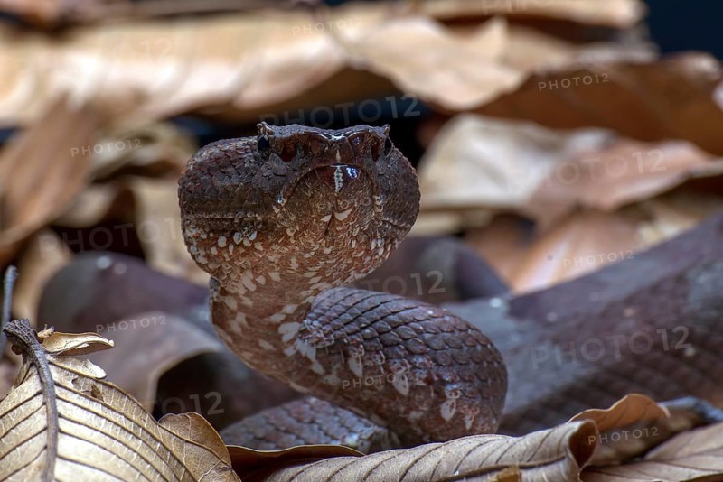 Flat nose pit viper hiding inside a leaves