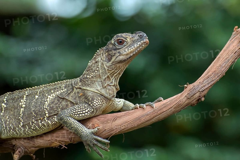 Spiny tailed iguana on a tree