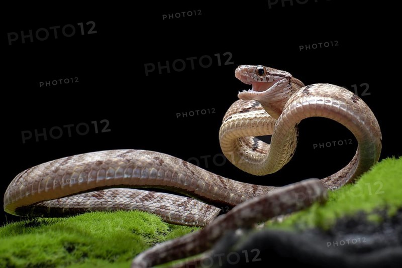 Dog-toothed Cat Snake in attack position