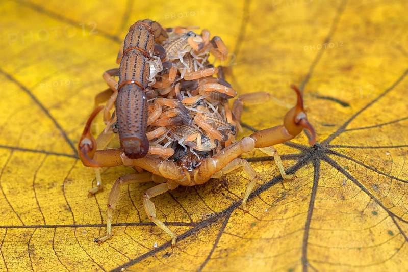 Scorpion brings babies on its back