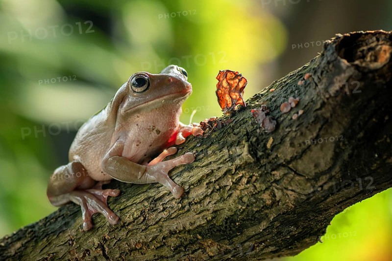 White-lipped tree frog