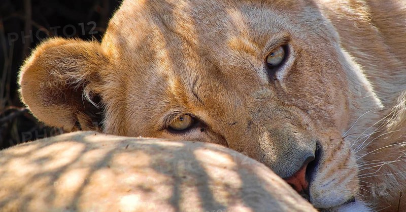 Lion, Panthera Leo, Wildlife Reserve, South Africa