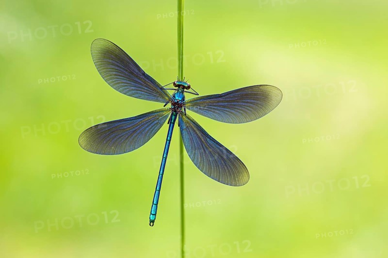 Blue-winged damselfly, Calopteryx virgo