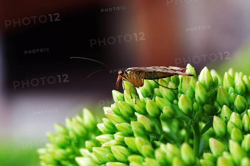Common scorpionfly