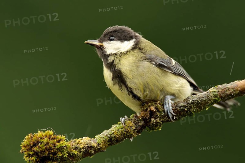 Great tit on branch. Perched Great Tit