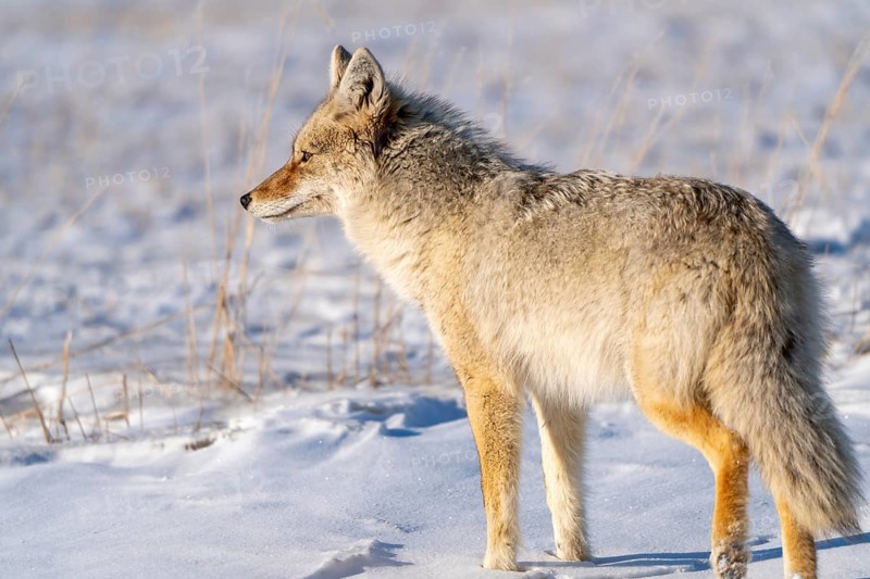 Prairie Coyote Canada wild animal in Saskatchewan rural