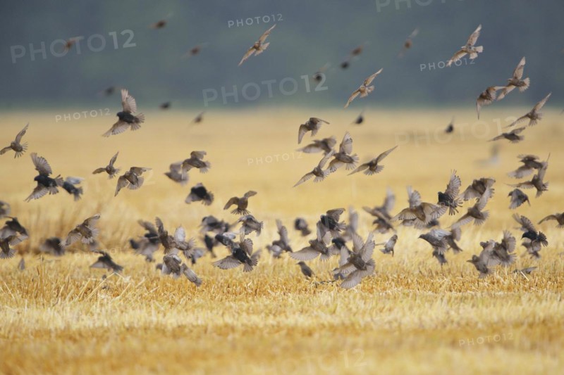 Starlings, flying in flocks, Sturnus vulgaris, European starling, passerine birds