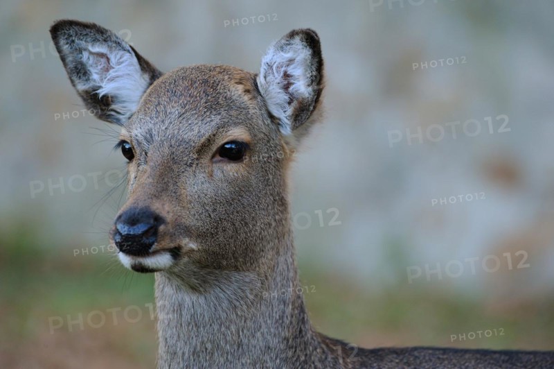Cervus nippon (hortulorum)