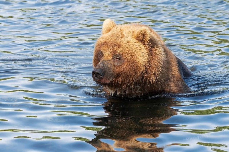 Hungry Kamchatka brown bear stands in river, looking around in search of food, red salmon fish. Wild beast fishing during spawning. Animal in natural habitat. Asia, Russian Far East, Kamchatka Region