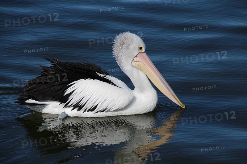 Spectacled Pelican (Pelecanus conspicillatus) on the Lakes Entrance in the state of Victoria, Australia