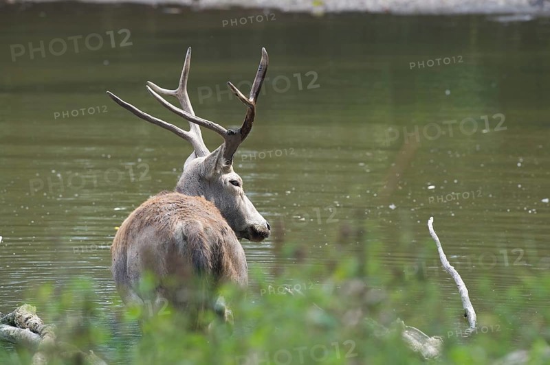 Male elaphure deer in water