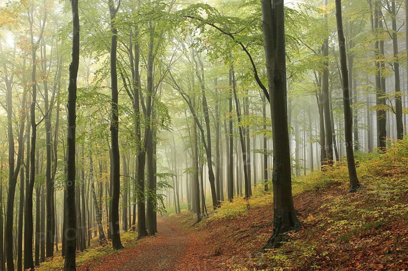 Trail through the beech forest in a foggy weather, Bischofskoppe Mountain, October, Poland