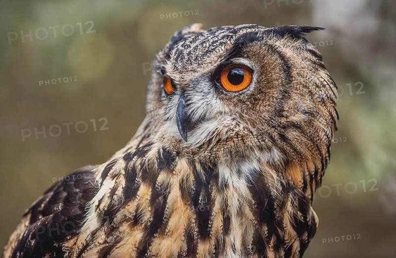 Eurasian Eagle-Owl (Bubo bubo) in the scrubland in Provence. Tarascon, Arles, Montagnette, Bouches du Rhone, Cote d Azur, France