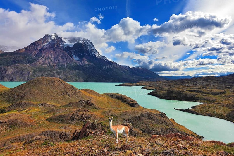 Early autumn in Patagonia. National Park Torres del Paine. On the yellowed grass stands guanaco - Lama. Snow-covered tops of the Andes are in the distance visible