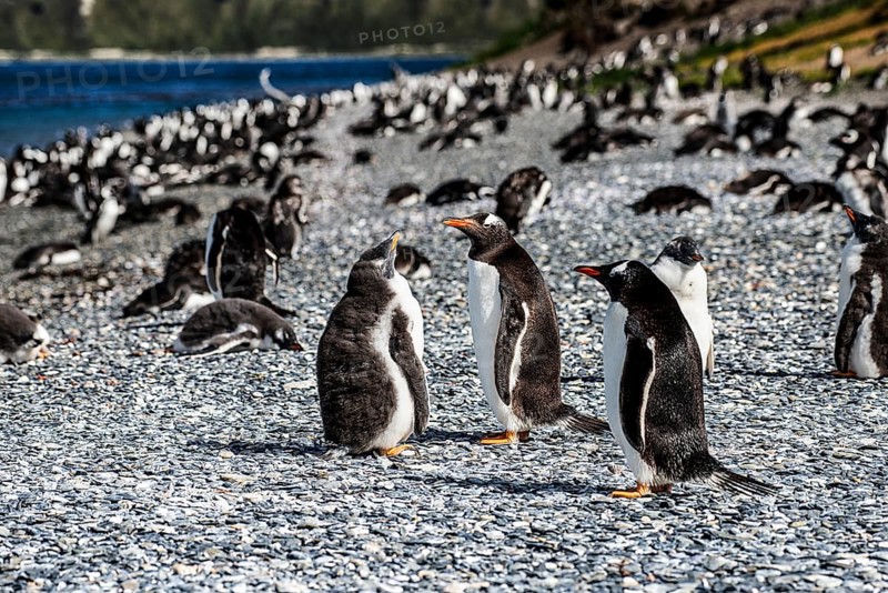 Gentoo penguins (Pygoscelis papua) on Martillon Island, Beagle Channel, Ushuaia, Argentina
