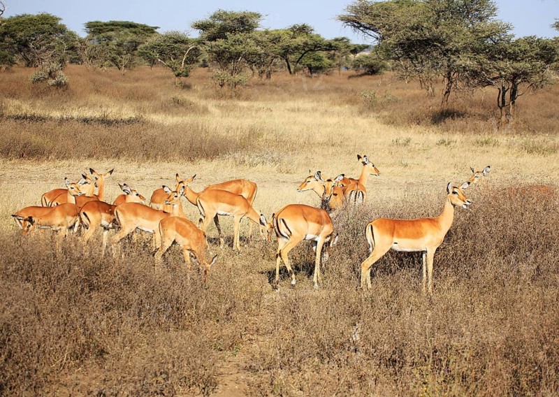 Mpala (Aepyceros) in Serengeti National Park, Tanzania, East Africa