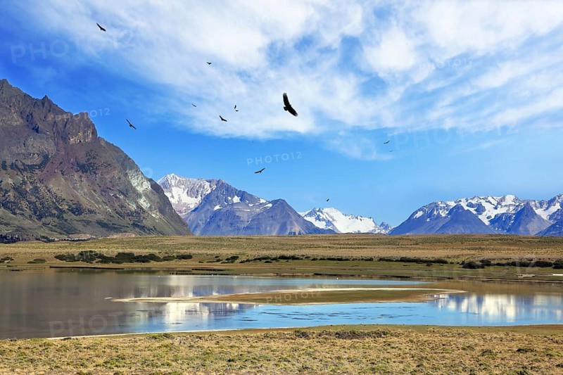 The wide valley surrounded by snow-capped mountains. A flock of Andean condors flying on the lake with clear water. Summer in the Argentine Patagonia