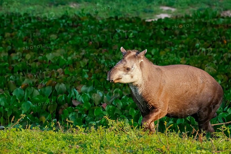 Close-up of a Tapir walking along a lagoon with water plants in afternoon light, Pantanal Wetlands, Mato Grosso, Brazil