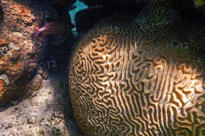 Brain coral in the bottom of the sea, Marine life