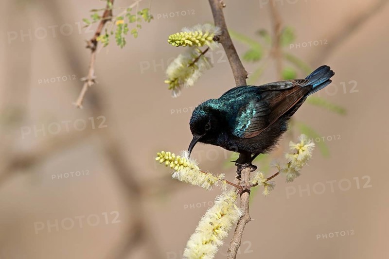 Jericho Sunbird, Cinnyris osea, Oman