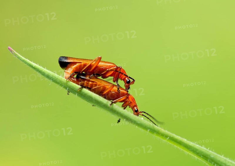 Reddish-yellow soft-bodied beetles mating