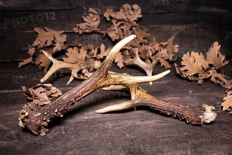 Deer Antlers Against Rustic Wooden Background