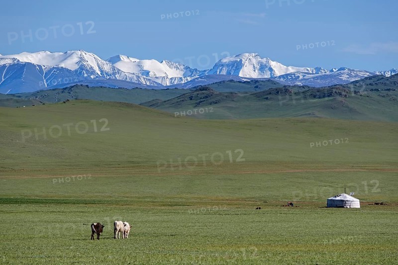 Mongolian landscape with mountain steppe with ger and herd of horses, sheep and cow. Western Mongolia