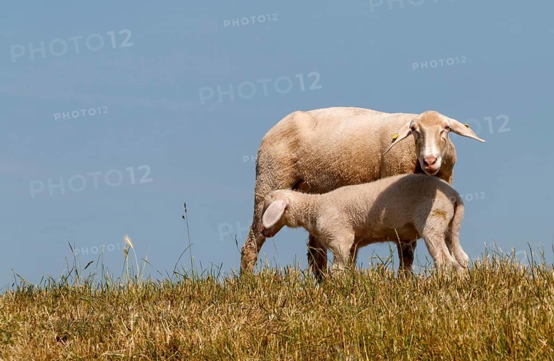 Ewe with lamb on the dyke, Lower Rhine, June, North Rhine-Westphalia, Germany
