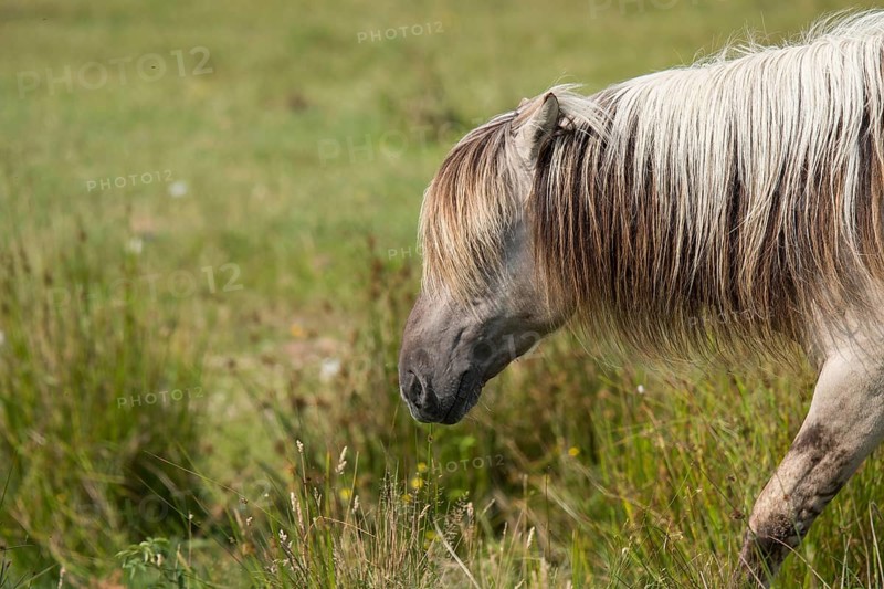 Portrait of a Konik horse