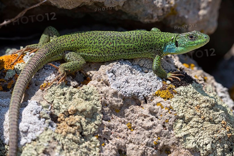 Balkan green lizard, Western giant green lizard, (Lacerta trilineata), lizard, lizard, reptile, animals, Lesbos, Lesbos Island, Greece