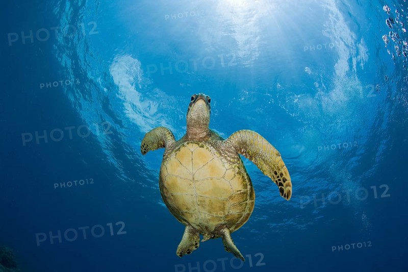 Green turtle, Chelonia mydas, Marshall Islands, Bikini Atoll, Micronesia, Pacific Ocean