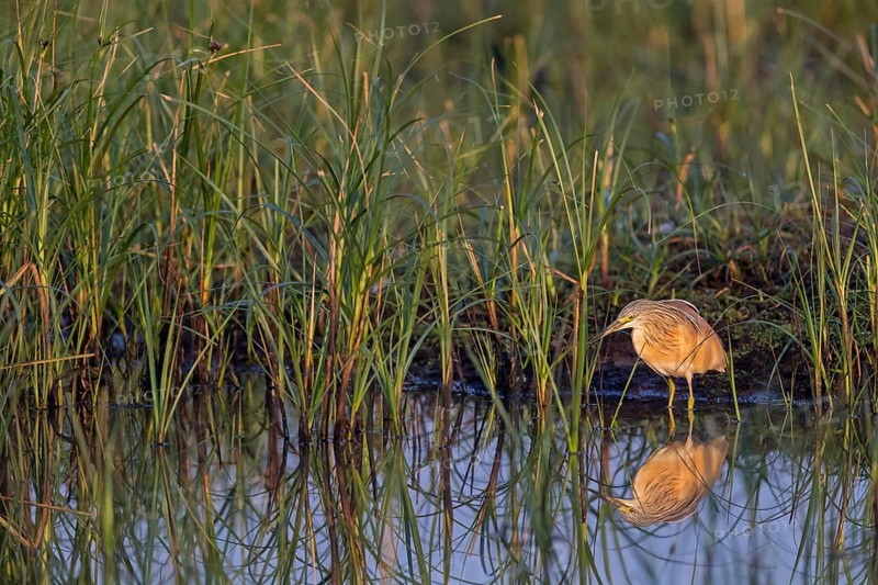 Squacco heron, heron, animals, birds, biotope, foraging, (Ardeola ralloides), Lesbos, Greece