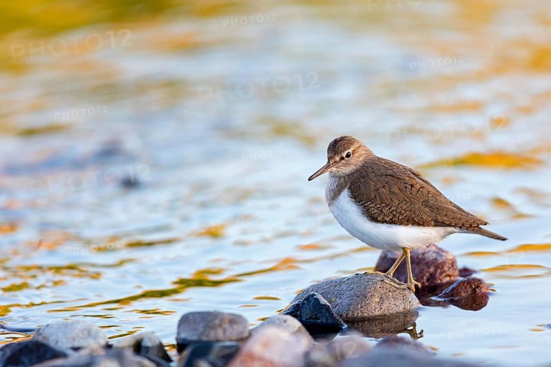 Common sandpiper, sandpiper (Actitis hypoleuco), biotope, habitat, foraging, Lesvos, Greece