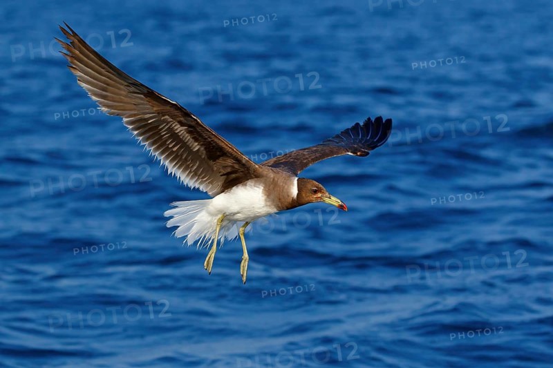 Hemprich's Gull, (Ichthyaetus hemprichii), (Larus hemprichii), Fish Eagle Gull Salalah, Mirbat, Dhofar, Oman