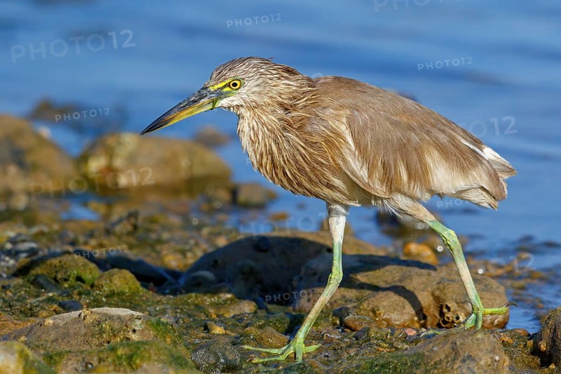 Animal, animals, bird, birds, heron, paddy heron, (Ardeola grayii), heron family, biotope, habitat, waters, foraging, Arabian Peninsula Muscat, Quarayyat, Oman, Middle East