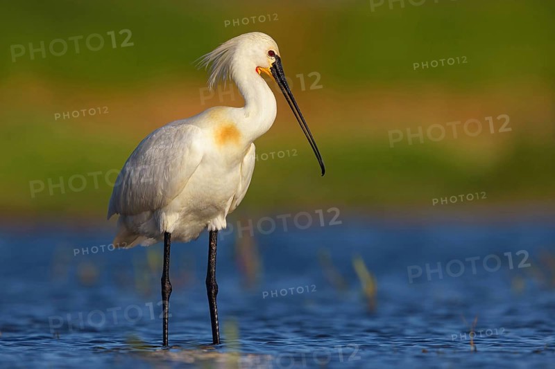 Spoonbill, (Platalea leucorodia), foraging, family of ibises and spoonbills, foraging, biotope, USA, North America, Florida, Everglades, Hides De Calera Tumbihide, Everglades, Florida, USA